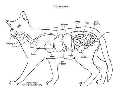 Строение Кота Внутренние Органы Фото С Надписями