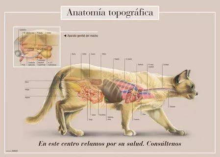 Строение Кота Внутренние Органы Фото С Надписями