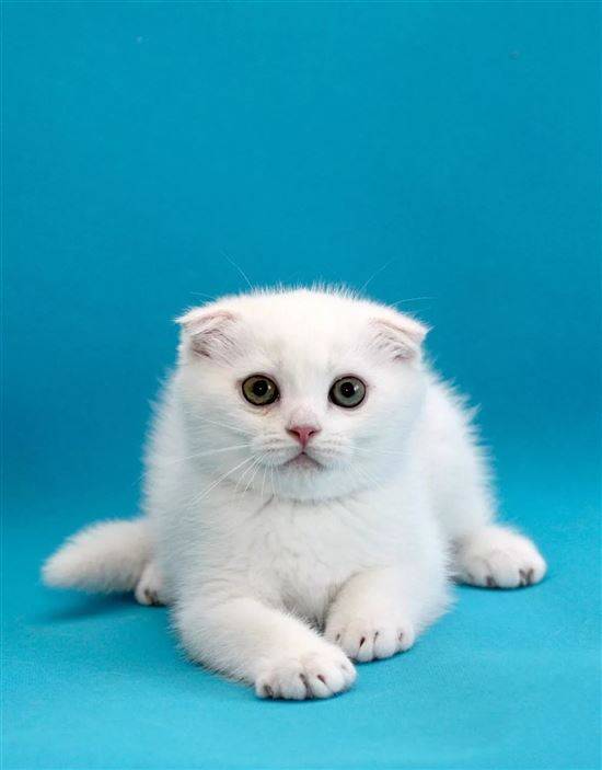 Белые Вислоухие Коты Фото