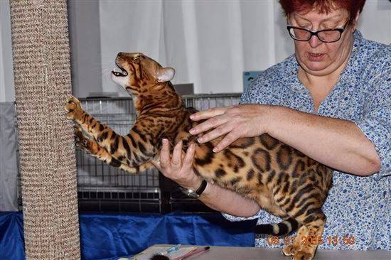 Бенгальская кошка размер. Бенгальская кошка рост. Бенгальская кошка вес. Бенгальская кошка вес и рост. Бенгальская кошка Размеры.