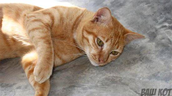 Бразильская Кошка Фото Бразильская Кошка Фото