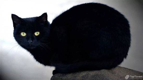 Фото Черной Кошки С Желтыми