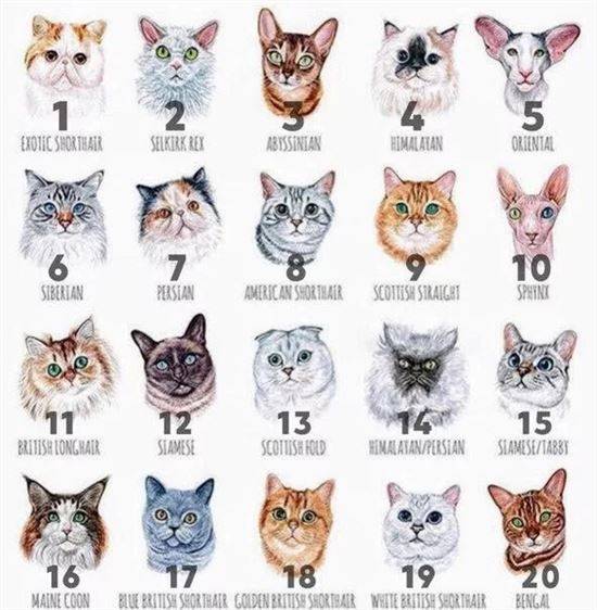 Как Определить Породу Кошки По Фото Онлайн