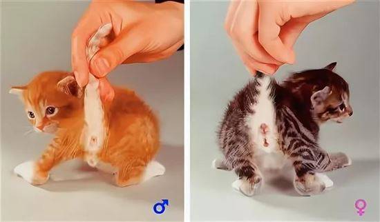Как различить маленьких котят