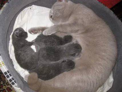 Фото Новорожденных Шотландских Котят