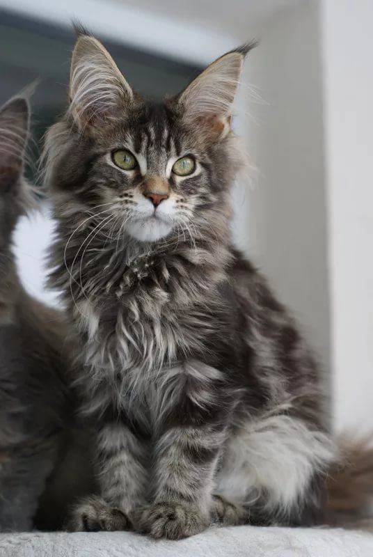 Питомник Мэйн кунов Catsvill County, Мейнкун ласковый гигант, котята мейн куны,