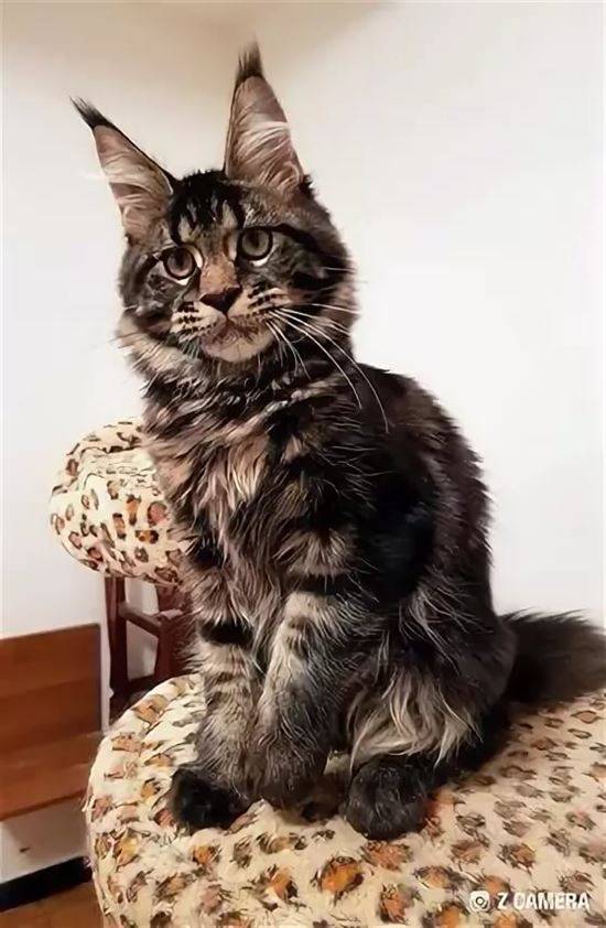 бенгальская кошка фото размеры