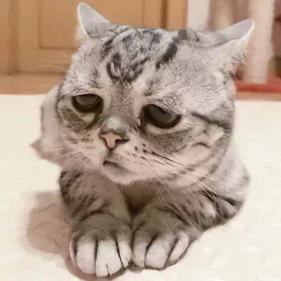 Грустная Кошка Фото Грустная Кошка Фото