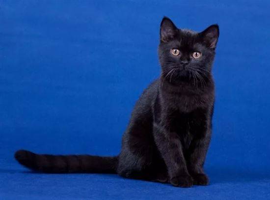 Шотландская Кошка Черная Прямоухая Фото