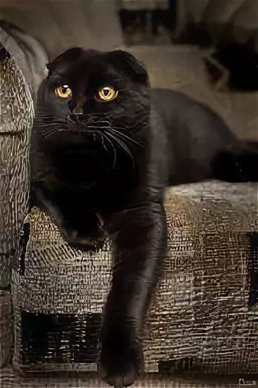 Фото Шотландских Черных Кошек