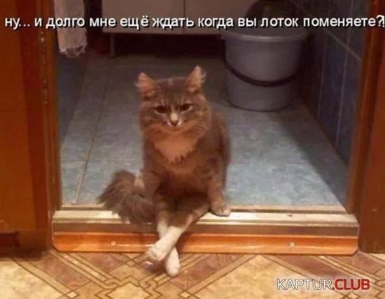 Котики Смешные Фото До Слез С Надписями