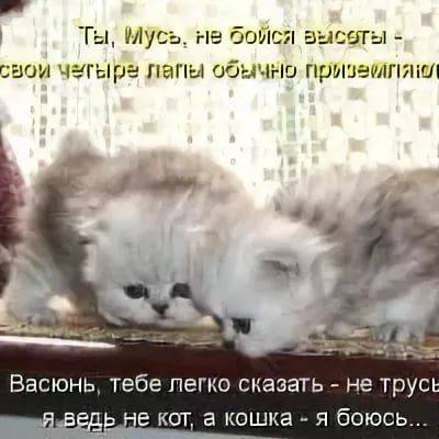 Фото Котов С Надписями Смешными Новые