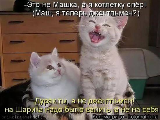 Котики Смешные Фото До Слез С Надписями