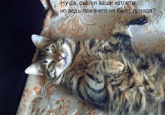 Смешные Коты Фото С Надписями Новые
