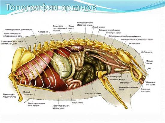 Строение Кота Внутренние Органы Фото С Надписями