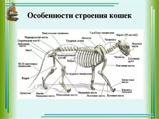 Строение Кота Внутренние Органы Фото С Надписями