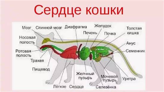 Строение Кота Внутренние Органы Фото С Надписями