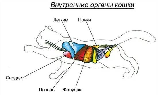 Строение Кота Внутренние Органы Фото С Надписями