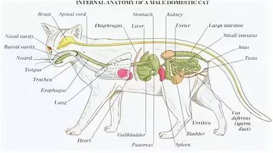 Строение Кота Внутренние Органы Фото С Надписями