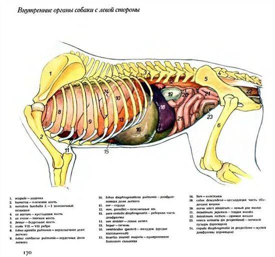 Строение Кота Внутренние Органы Фото С Надписями