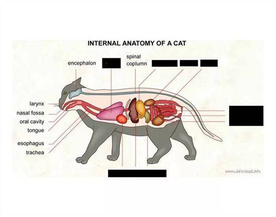 Строение Кота Внутренние Органы Фото С Надписями