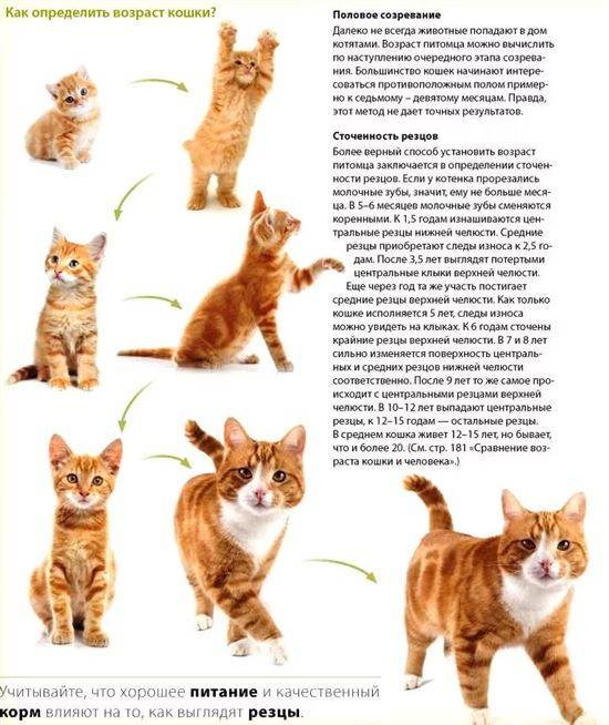 Фото Котят По Месяцам