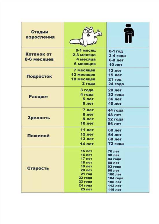 Таблица кошек по возрасту. Возраст котов по человеческим меркам таблица. Кошачьи года на человеческие таблица. Возраст кота по человеческим меркам таблица по годам. Кошачий Возраст по человеческим меркам таблица.